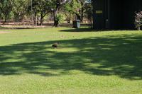 Aurora Kakadu Resort