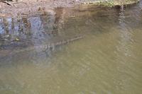 Kakadu-Nationalpark – Bootsfahrt auf dem Yellow Waters