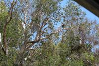 Kakadu-Nationalpark – Bootsfahrt auf dem Yellow Waters