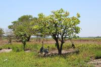 Kakadu-Nationalpark – Bootsfahrt auf dem Yellow Waters