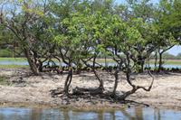 Kakadu-Nationalpark – Bootsfahrt auf dem Yellow Waters