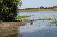 Kakadu-Nationalpark – Bootsfahrt auf dem Yellow Waters