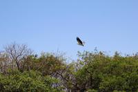 Kakadu-Nationalpark – Bootsfahrt auf dem Yellow Waters
