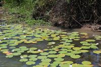 Kakadu-Nationalpark – Bootsfahrt auf dem Yellow Waters
