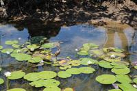 Kakadu-Nationalpark – Bootsfahrt auf dem Yellow Waters