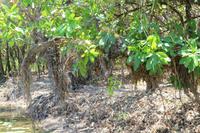Kakadu-Nationalpark – Bootsfahrt auf dem Yellow Waters