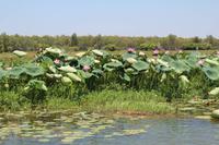 Kakadu-Nationalpark – Bootsfahrt auf dem Yellow Waters