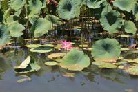 Kakadu-Nationalpark – Bootsfahrt auf dem Yellow Waters