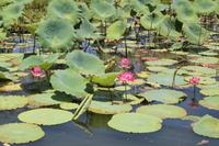 Kakadu-Nationalpark – Bootsfahrt auf dem Yellow Waters