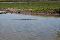Kakadu-Nationalpark – Bootsfahrt auf dem Yellow Waters