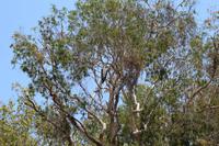 Kakadu-Nationalpark – Bootsfahrt auf dem Yellow Waters