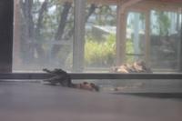 Darwin – Crocosaurus Cove – Baby-Krokodil