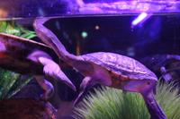 Darwin – Crocosaurus Cove – Langhalsschildkröte