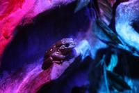 Darwin – Crocosaurus Cove – Baumfrosch