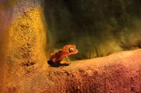 Darwin – Crocosaurus Cove – Gecko