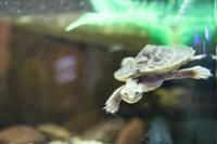 Darwin – Crocosaurus Cove – Baby-Schildkröte