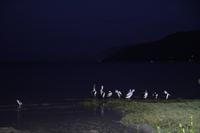 Cairns – Abendspaziergang – Pelikane