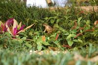 Cairns – Frosch im Hotel Mecure Habourside