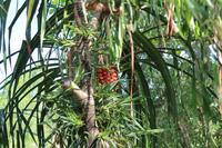 Cairns – Tjapukai Cultural Park