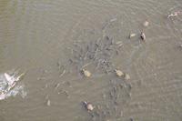 Cairns – Tjapukai Cultural Park