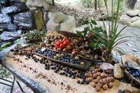 Cairns – Tjapukai Cultural Park