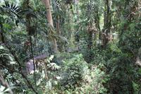 Cairns – Skyrail – Spaziergang