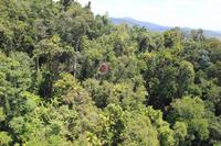 Cairns – Skyrail nach Kuranda