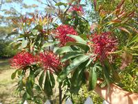 Waratah-Blume (Nationalblume des Bundeslandes NSW)