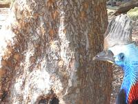 Featherdale Wildlife Park