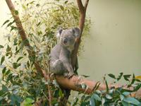 Featherdale Wildlife Park