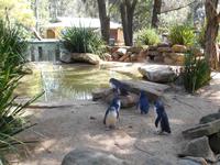 Featherdale Wildlife Park