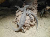 Featherdale Wildlife Park