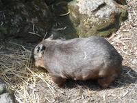 Featherdale Wildlife Park