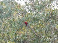 Great Ocean Road (Kennett River)