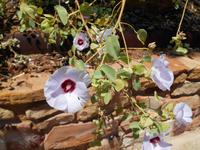 Alice Springs (Wüstenrose)