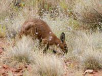 Outback - Wanderung bei den Kata Tjutas (Olgas) und Begegnung mit einem Känguruh