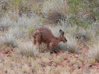 Outback - Wanderung bei den Kata Tjutas (Olgas) und Begegnung mit einem Känguruh