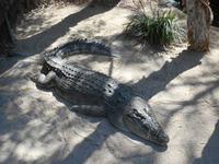 Wildlife Habitat Park in Port Douglas (Salzwasserkrokodil)