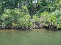Bootsfahrt auf dem Daintree-River (Mangrovenwälder)