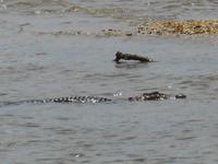 Bootsfahrt auf dem Daintree-River (Salzwasserkrokodil)