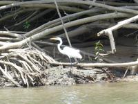 Bootsfahrt auf dem Daintree-River (Reiher)
