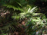 Daintree Nationalpark (Spaziergang durch den Regenwald)