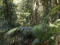Daintree Nationalpark (Spaziergang durch den Regenwald)