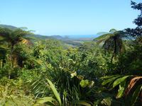 Daintree Nationalpark (Aussichtspunkt Alexandra Range)