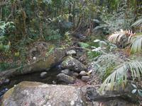 Daintree Nationalpark (Mossman Gorge)