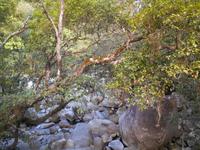 Daintree Nationalpark (Mossman Gorge)