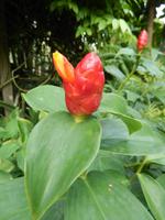 Orchideengarten Singapur