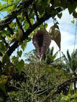 Orchideengarten Singapur