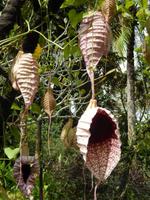 Orchideengarten Singapur