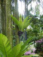 Orchideengarten Singapur
